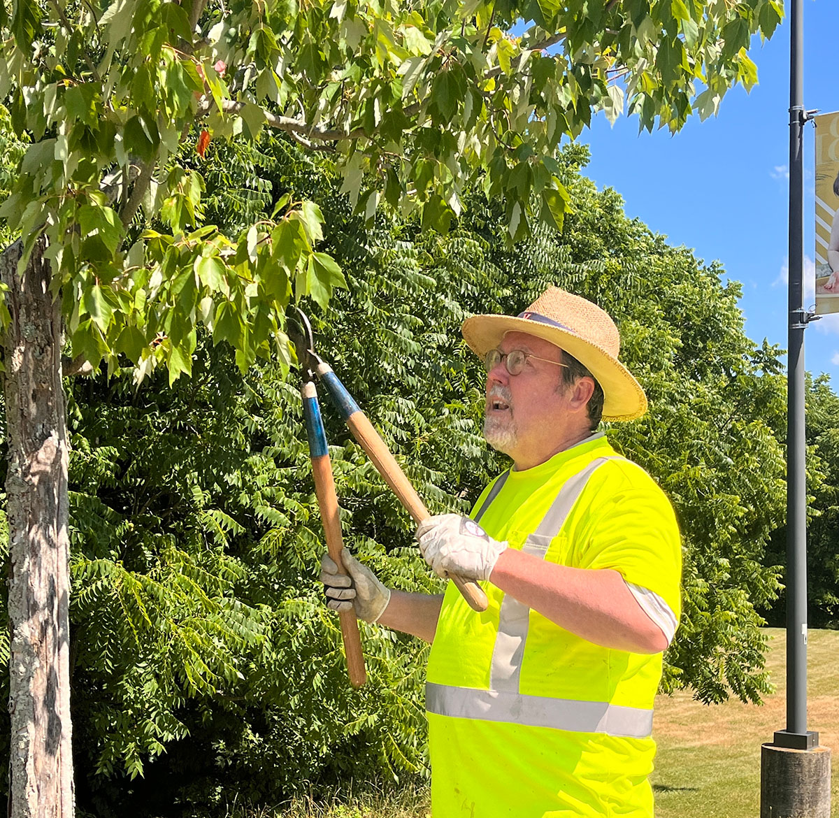 Professor tends to red maple trees along Saint Vincent College’s driveway entrance